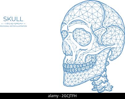 Cranio umano basso polyart. Cranio poligonale su sfondo bianco. Illustrazione Vettoriale