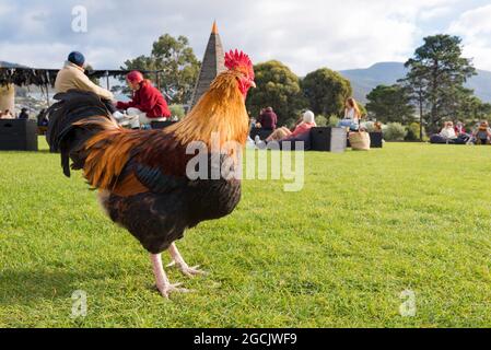 Un Gallo si snoda intorno ai prati della zona all'aperto di barbecue e cibo presso il Museum of Old and New Art (MONA) vicino a Hobart, Tasmania, Australia Foto Stock