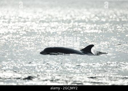 zoologia, mammifero (mammalia), delfino, delfino a naso di bottiglia, Tursiops truncatus, USO-NON-ESCLUSIVO-PER-BIGLIETTI-BIGLIETTI-AUGURI-PIEGHEVOLI-USO-CARTOLINA Foto Stock