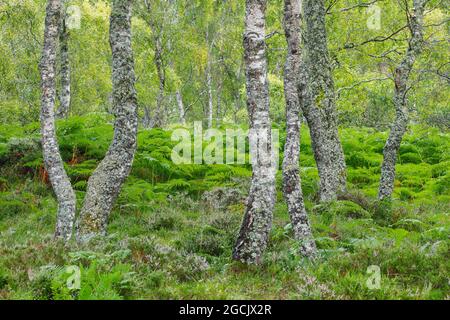 Botanica, legno di betulla, Craigellachie National Nature Reserve, Scozia, NO-EXCLUSIVE-USE PER CARTA-BIGLIETTO-DI-AUGURI-PIEGHEVOLE-USO-CARTOLINA Foto Stock