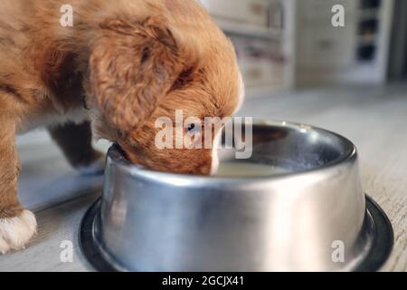 Alimentazione di cane affamato. Cucciolo di Nova Scotia anatra Tolling Retriever mangiare latte da recipiente di metallo in cucina casa. Foto Stock