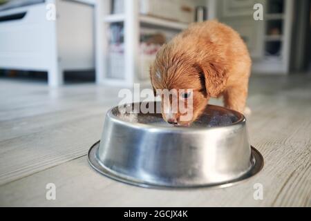 Alimentazione di cane affamato. Cucciolo di Nova Scotia anatra Tolling Retriever mangiare latte da recipiente di metallo in cucina casa. Foto Stock