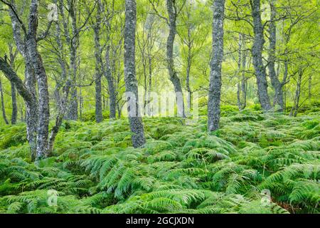 Botanica, legno di betulla, Craigellachie National Nature Reserve, Scozia, NO-EXCLUSIVE-USE PER CARTA-BIGLIETTO-DI-AUGURI-PIEGHEVOLE-USO-CARTOLINA Foto Stock