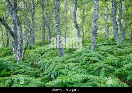 Botanica, legno di betulla, Craigellachie National Nature Reserve, Scozia, NO-EXCLUSIVE-USE PER CARTA-BIGLIETTO-DI-AUGURI-PIEGHEVOLE-USO-CARTOLINA Foto Stock