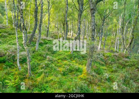 Botanica, legno di betulla, Craigellachie National Nature Reserve, Scozia, NO-EXCLUSIVE-USE PER CARTA-BIGLIETTO-DI-AUGURI-PIEGHEVOLE-USO-CARTOLINA Foto Stock