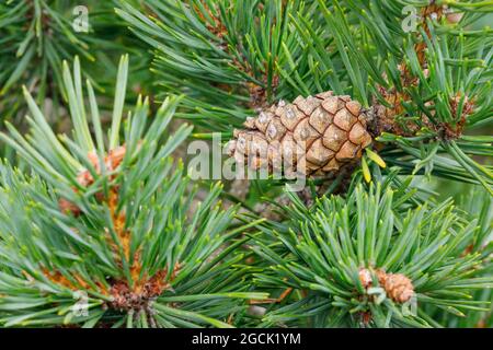 Botanica, pino scozzese, Pinus sylvestris, USO-NON-ESCLUSIVO PER CARTA-AUGURI-PIEGHEVOLE-USO-CARTOLINA Foto Stock