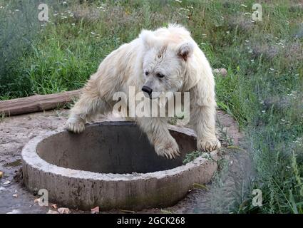 Non esclusivo: CHUBYNSKE, UCRAINA - 3 AGOSTO 2021 - UN orso bruno himalayano vive al Shelter White Rock Bear, un centro di riabilitazione per predato Foto Stock