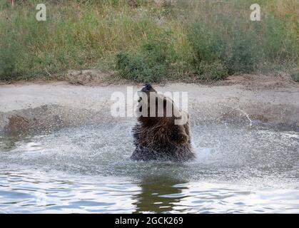 Non esclusivo: CHUBYNSKE, UCRAINA - 3 AGOSTO 2021 - un orso bruno bagna alla mensola dell'orso della roccia bianca, un centro di riabilitazione per i mammiferi predatori Foto Stock