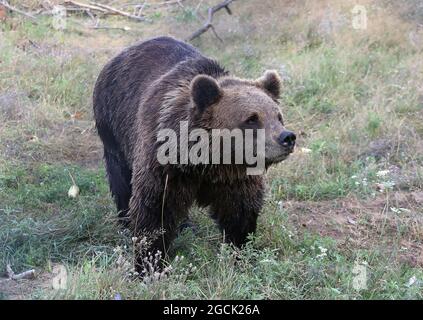 Non esclusivo: CHUBYNSKE, UCRAINA - 3 AGOSTO 2021 - UN orso bruno vive al Shelter White Rock Bear, un centro di riabilitazione per i mammiferi predatori Foto Stock