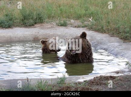 Non esclusivo: CHUBYNSKE, UCRAINA - 3 AGOSTO 2021 - gli orsi bruni nuotano in una piscina presso la Shelter White Rock Bear, un centro di riabilitazione per predatori Foto Stock