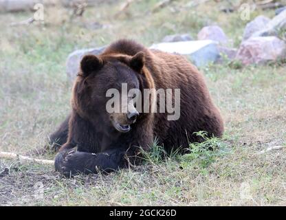 Non esclusivo: CHUBYNSKE, UCRAINA - 3 AGOSTO 2021 - UN orso bruno vive al Shelter White Rock Bear, un centro di riabilitazione per i mammiferi predatori Foto Stock