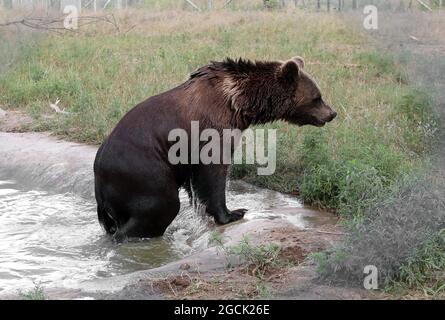 Non esclusivo: CHUBYNSKE, UCRAINA - 3 AGOSTO 2021 - un orso bruno bagna alla mensola dell'orso della roccia bianca, un centro di riabilitazione per i mammiferi predatori Foto Stock