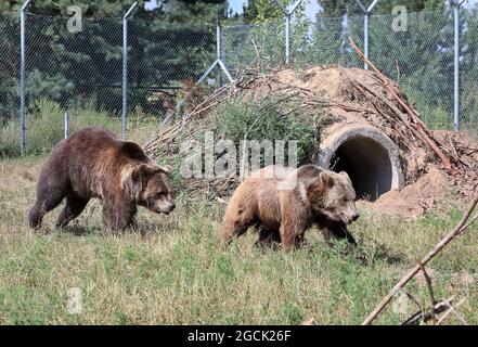 Non esclusivo: CHUBYNSKE, UCRAINA - 3 AGOSTO 2021 - gli orsi bruni giocano al Shelter dell'orso della roccia bianca, un centro di riabilitazione per i mammiferi predatori A. Foto Stock