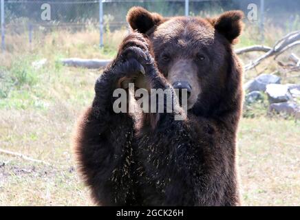 Non esclusivo: CHUBYNSKE, UCRAINA - 3 AGOSTO 2021 - UN orso bruno vive al Shelter White Rock Bear, un centro di riabilitazione per i mammiferi predatori Foto Stock