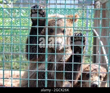 Non esclusivo: CHUBYNSKE, UCRAINA - 3 AGOSTO 2021 - i cuccioli di orso rimangono nella recinzione presso la mensola dell'orso della roccia bianca, un centro di riabilitazione per il PRED Foto Stock