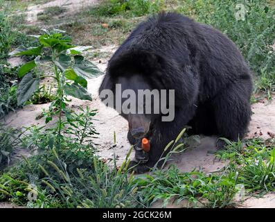 Non esclusivo: CHUBYNSKE, UCRAINA - 3 AGOSTO 2021 - un orso nero asiatico vive al Shelter White Rock Bear, un centro di riabilitazione per predatori Foto Stock