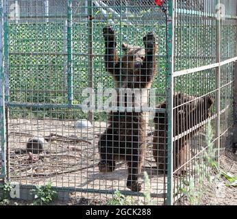 Non esclusivo: CHUBYNSKE, UCRAINA - 3 AGOSTO 2021 - i cuccioli di orso rimangono nella recinzione presso la mensola dell'orso della roccia bianca, un centro di riabilitazione per il PRED Foto Stock