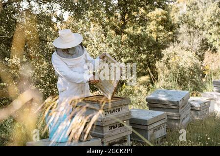 Apicoltore irriconoscibile in abbigliamento protettivo ispezionando gli alveari in legno mentre si lavora con le api in estate giorno in apiary Foto Stock