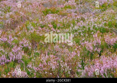 Botanica, erica fiorente, erica, NON-USO-ESCLUSIVO-PER IL LIBRO-BIGLIETTO-AUGURI-CARTOLINA-USO Foto Stock