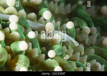 Closeup di Siokunichthys nigrolineatus marino tropicale o funghi corallo pesci che nuotano tra alghe marine in acqua di mare trasparente Foto Stock