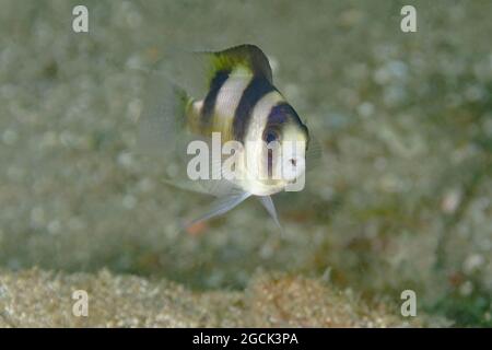 Primo piano di bewiceps Amblypomacentrus a strisce o di pesce marino demoiselle a strisce nere che nuotano in acque oceaniche trasparenti con fondo sabbioso Foto Stock