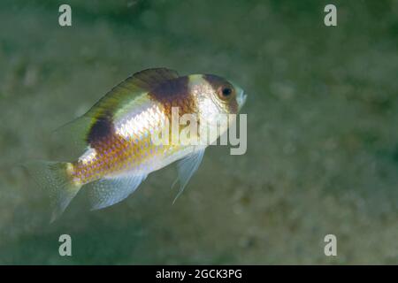 Primo piano di bewiceps Amblypomacentrus a strisce o di pesce marino demoiselle a strisce nere che nuotano in acque oceaniche trasparenti con fondo sabbioso Foto Stock