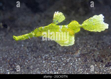 Closeup di pesci marini tropicali verde chiaro Solenostomus halimeda o Halimeda ghostpipefish galleggianti in acqua trasparente su fondali sabbiosi Foto Stock