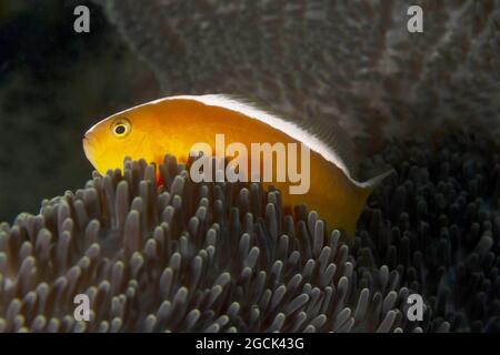 Closeup di pesci marini esotici Amphiprion akallopisos o Skunk pesce pagliaccio e anemone marino sott'acqua Foto Stock