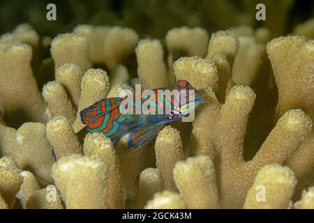 Closeup di coppia di piccoli pesci dragonet di Synchiropus splendidus o mandarinfish o mandarin colorati che nuotano tra i coralli nel mare tropicale wat Foto Stock