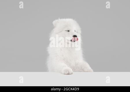 Ritratto di bello astuto cane Samoyed in posa isolato su sfondo grigio studio Foto Stock