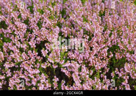 BOTANY, ERICA, HEIDENBLUETE, NO-EXCLUSIVE-USE PER IL FOLDING-CARD-GREETING-CARD-USO Foto Stock