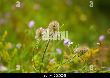 Teasel selvatico - Dipsacus fullonum, Wilde Karde, erba, closeup. Giovane pianta comune di teasel in fiore. Foto Stock