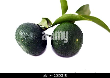 Arancio verde fresco mandarini dolci frutta coltivata con foglie, isolata su sfondo bianco, fuoco selettivo di clementine verdi arancio o agrumi Foto Stock