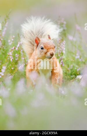 zoologia, mammifero (mammalia), scoiattolo, Sciurus vulgaris, USO-NON-ESCLUSIVO-PER CARTA-BIGLIETTO-DI-AUGURI-PIEGHEVOLE-USO-CARTOLINA Foto Stock