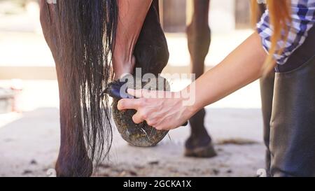 una donna pulisce lo zoccolo di un cavallo dal fango. Foto di alta qualità Foto Stock