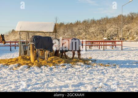 Bella vista dei cavalli sul pascolo vicino stabile in sole giornata invernale. Svezia. Foto Stock