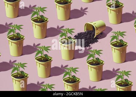 Piantagione di marijuana, giovani cespugli di canapa in vasi con ombre dal sole. Modello trendy, concetto di coltivazione di Cannabis minimo Foto Stock