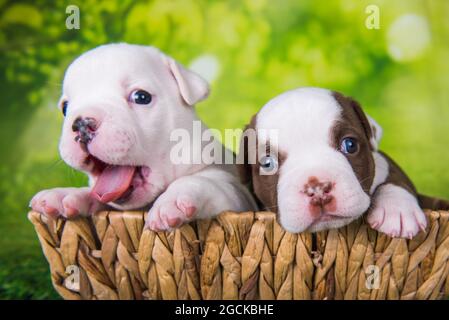 Due divertenti cuccioli American Bullies su sfondo verde Foto Stock