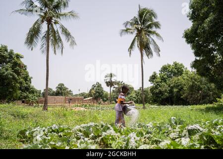 Occupata piccola ragazza nera che annaffiava alcune piante di cavolo in una pittoresca piantagione africana circondata da alberi e palme Foto Stock