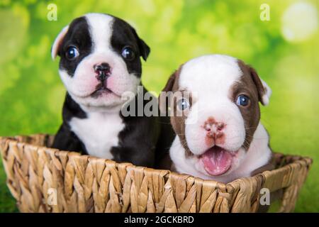 Due divertenti cuccioli American Bullies su sfondo verde Foto Stock