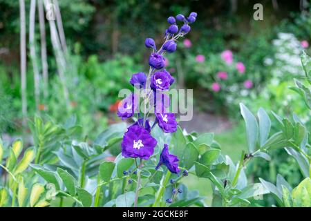 Delfinio viola alto con fiori bianchi del centro (Fontana magica) che cresce nel mese di luglio in un orto con fagioli larghi in Galles UK KATHY DEWITT Foto Stock