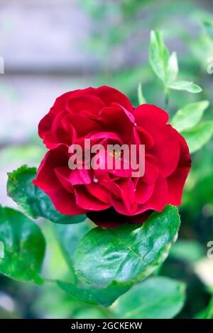 Una vista ravvicinata di un singolo Pauls Scarlet Climber che arrampica una rosa rossa in fiore nel luglio 2021 giardino Carmarthenshire Galles Regno Unito Gran Bretagna KATHY DEWITT Foto Stock