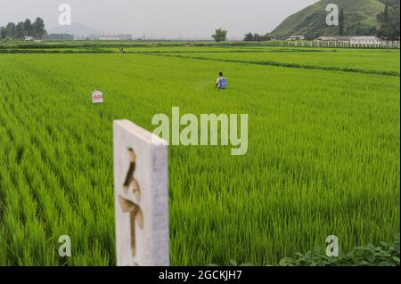 12.08.2012, Wonsan, Corea del Nord, Asia - UNA lavoratrice spruzza pesticidi sulle colture mentre cammina attraverso un campo di riso presso la fattoria cooperativa di Chonsam. Foto Stock