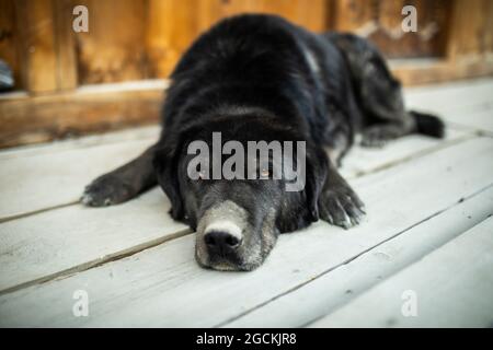 Carino vecchio cane Labrador con pelliccia nera sdraiato sulla terrazza di legno in Nepal Foto Stock