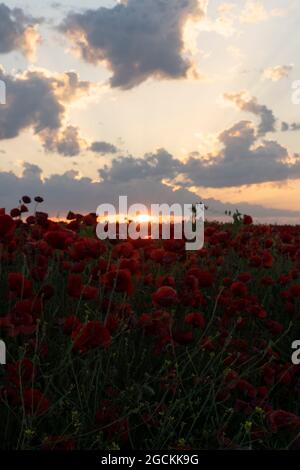 Paesaggio di campo di fiori di papavero al tramonto durante la primavera Foto Stock