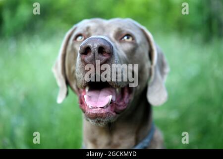 Cane Weimaraner con bocca aperta nell'erba. Foto Stock