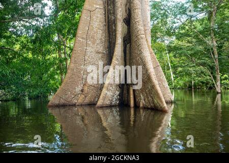 Il gigante Sumauma o Kapok albero, Ceiba pentandra, durante le acque allagate del fiume Amazonas nella foresta amazzonica. Concetto di biodiversità. Foto Stock