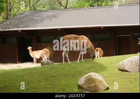 Primo piano di diverse lama marroni che camminano nella gabbia dello zoo Foto Stock