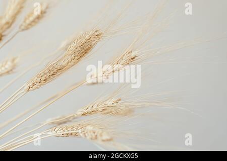 Spikelets di segale asciutto su uno sfondo chiaro. Concettuale raccolto ricco. Primo piano. Messa a fuoco selettiva. Foto Stock