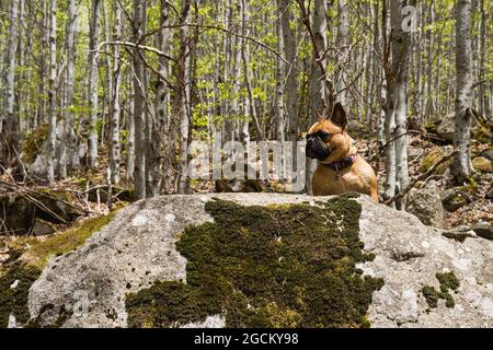 Adorabile Bulldog francese seduto su roccia mussosa in boschi nei Pirenei e guardando lontano Foto Stock